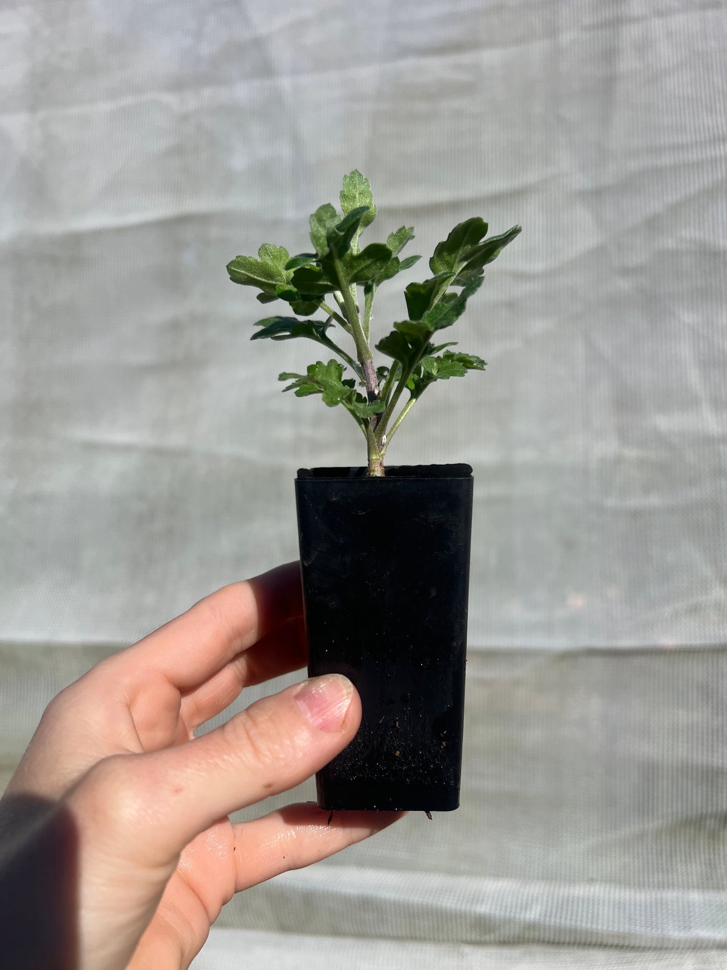 "Money Maker" - Heirloom Chrysanthemum- Rooted Cutting