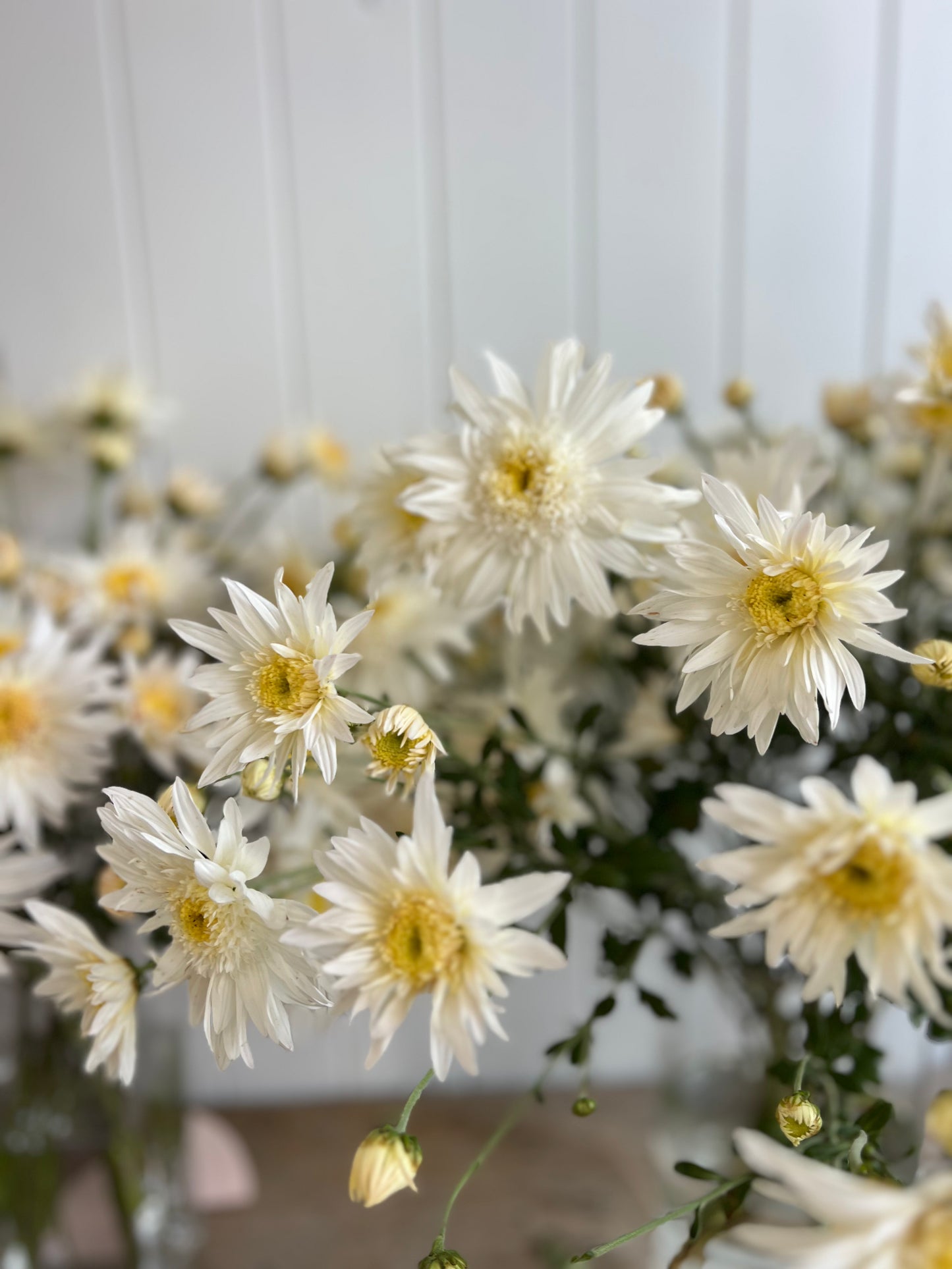 "Flying Saucer" - Heirloom Chrysanthemum- Rooted Cutting