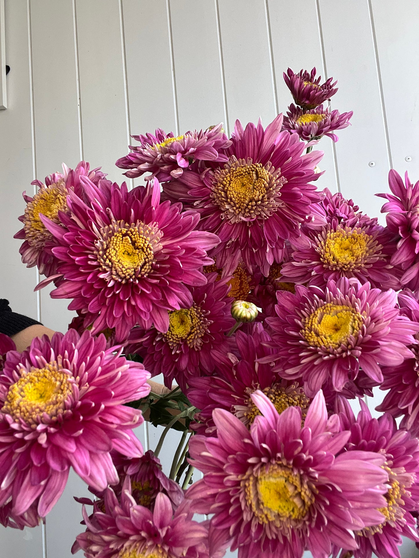 "Isla Mechen" - Heirloom Chrysanthemum- Rooted Cutting