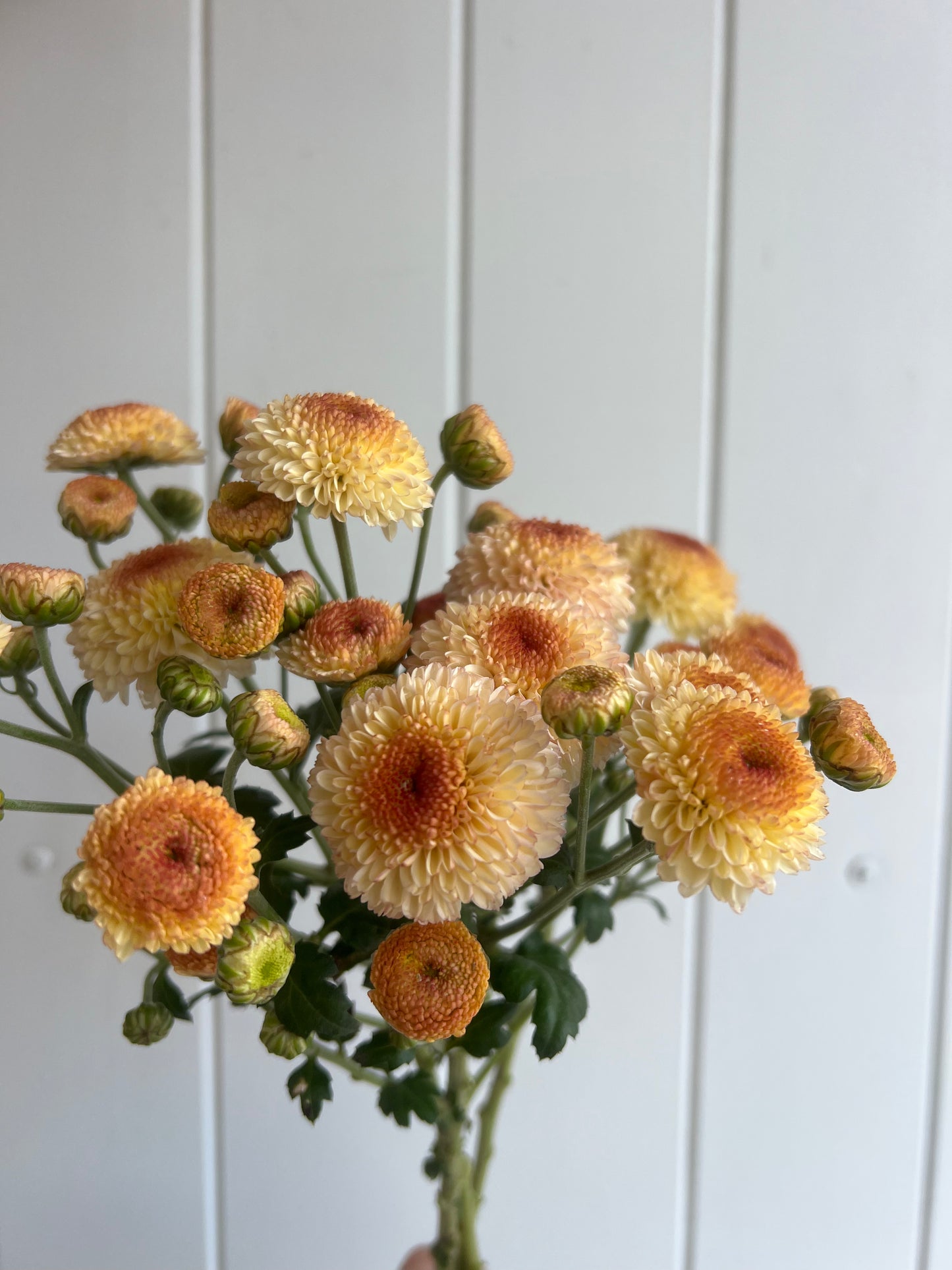 "Kelvin Oyster"- Heirloom Chrysanthemum- Rooted Cutting