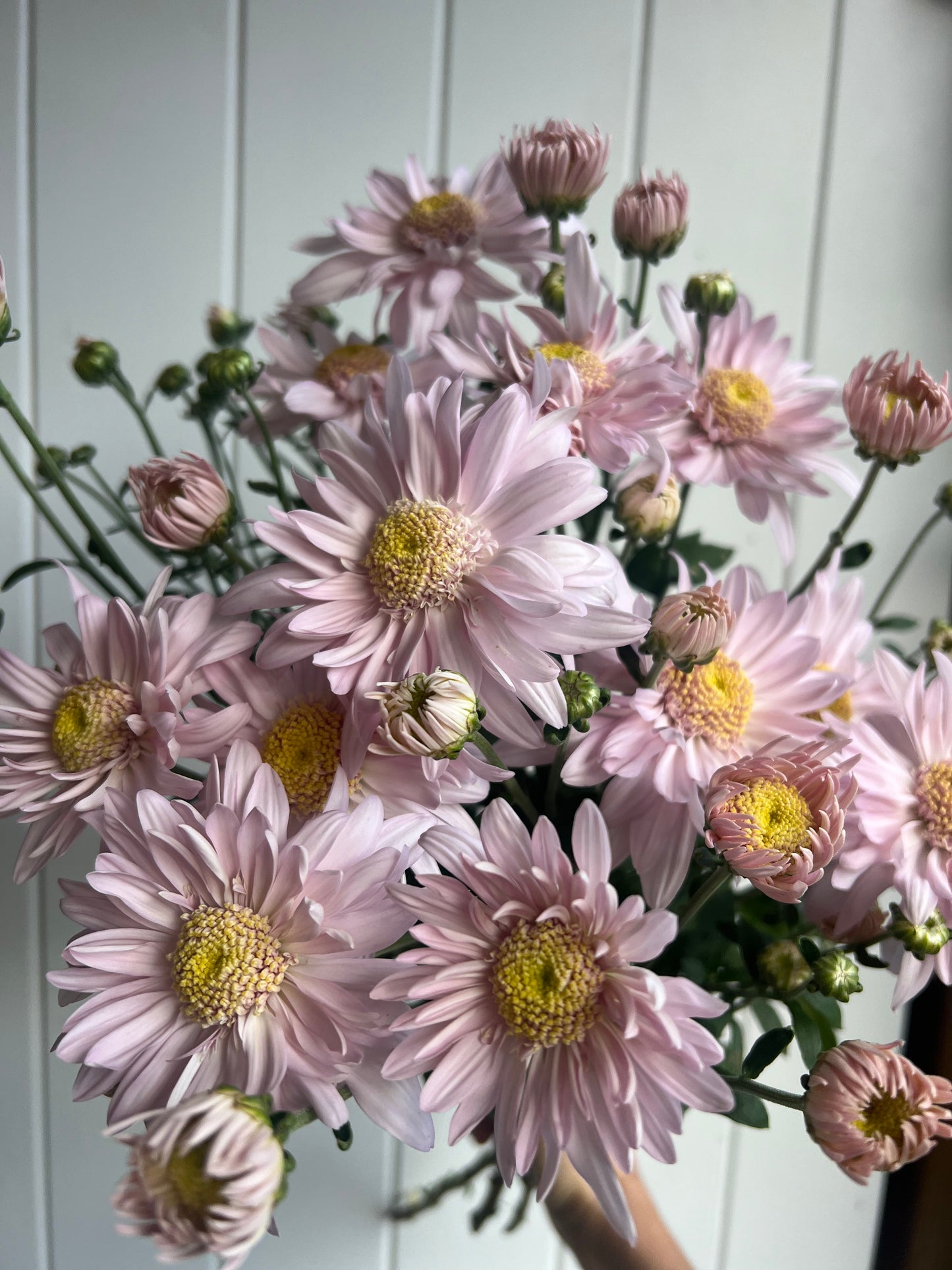 Heirloom Chrysanthemum- Rooted Cutting "Money Maker"