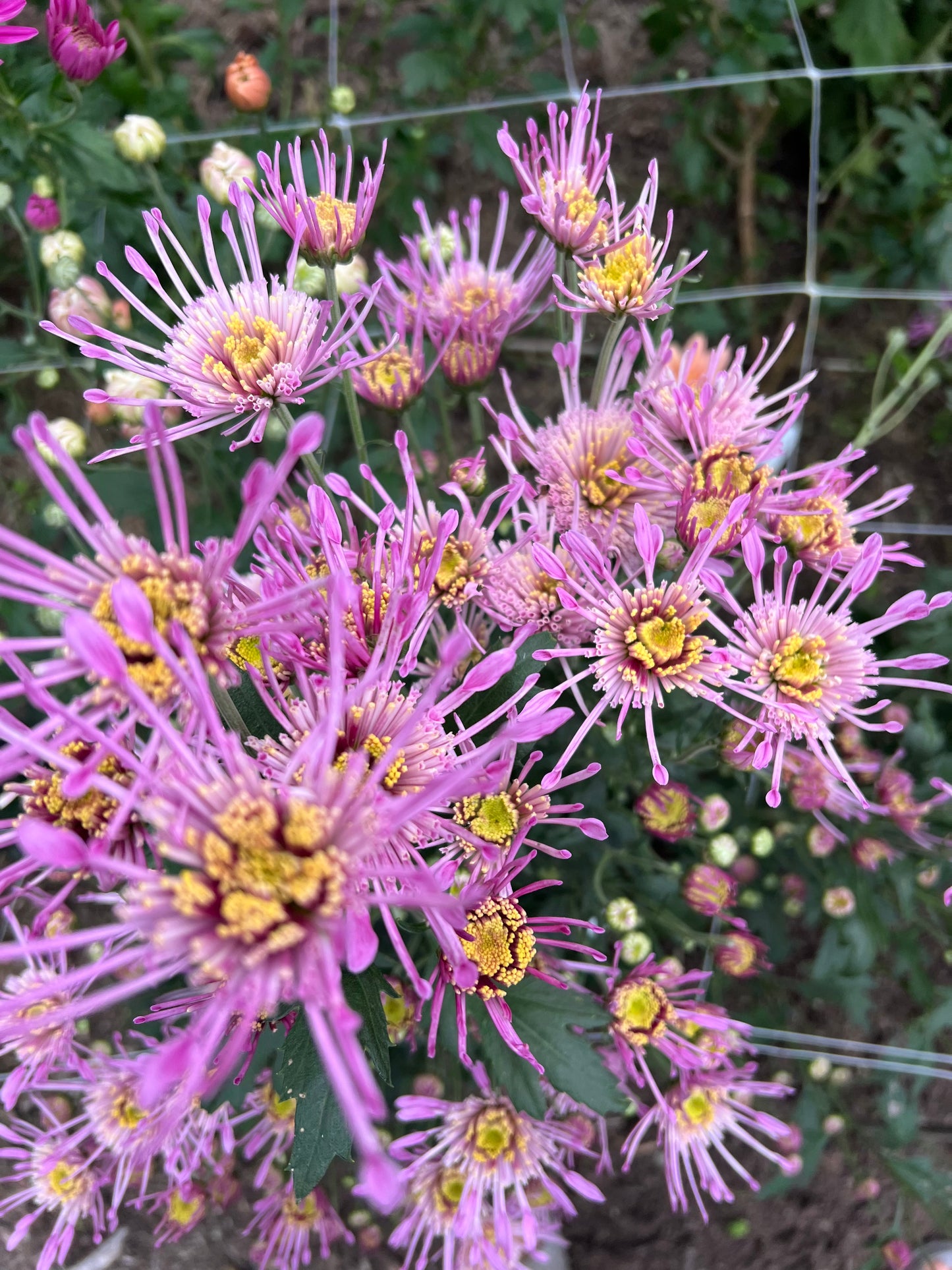 Heirloom Chrysanthemum- Rooted Cutting "Protection Aloha"