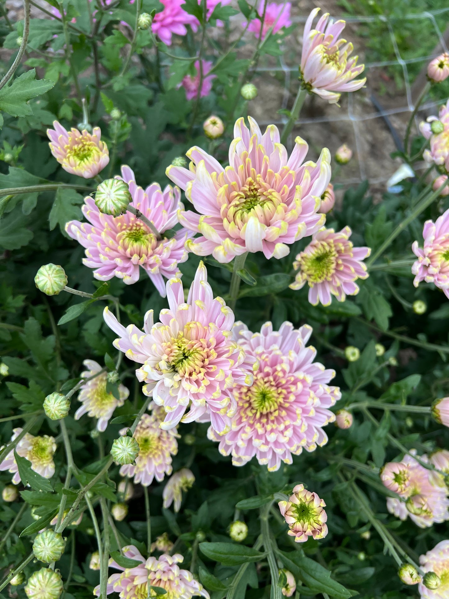 Heirloom Chrysanthemum- Rooted Cutting "Rosanno Charlotte"