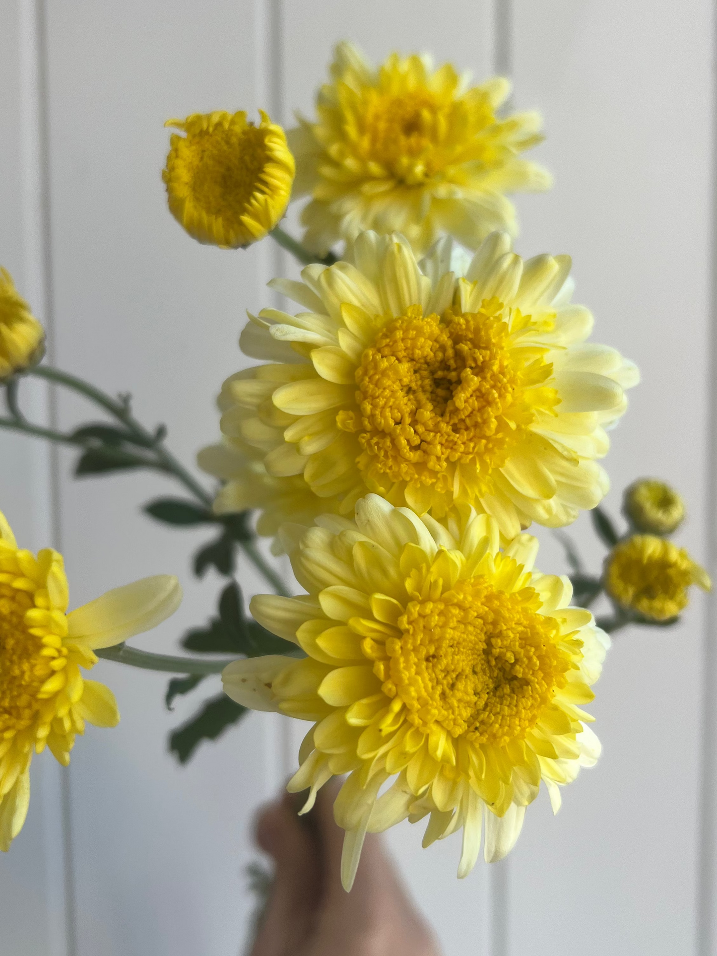 Heirloom Chrysanthemum- Rooted Cutting- ID Unknown