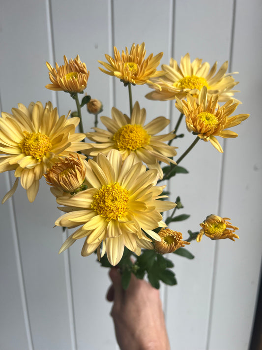 Heirloom Chrysanthemum- Rooted Cutting "Dorothy Mechen"
