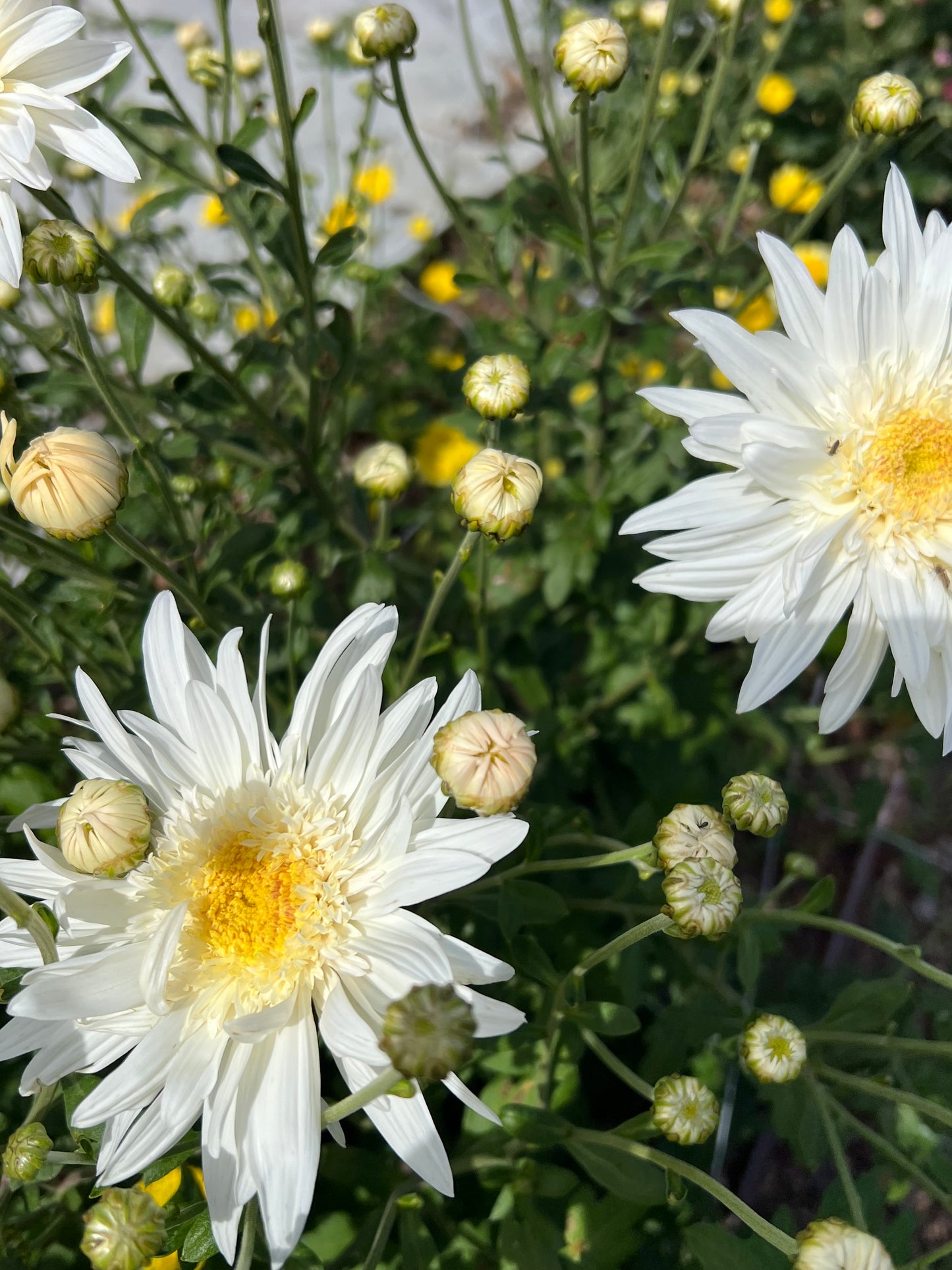 "Flying Saucer" - Heirloom Chrysanthemum- Rooted Cutting