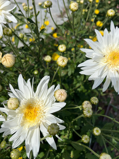 "Flying Saucer" - Heirloom Chrysanthemum- Rooted Cutting