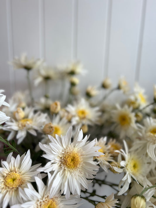 "Flying Saucer" - Heirloom Chrysanthemum- Rooted Cutting