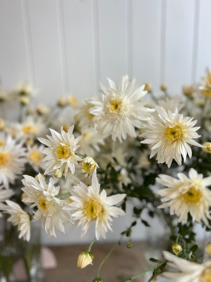 "Flying Saucer" - Heirloom Chrysanthemum- Rooted Cutting