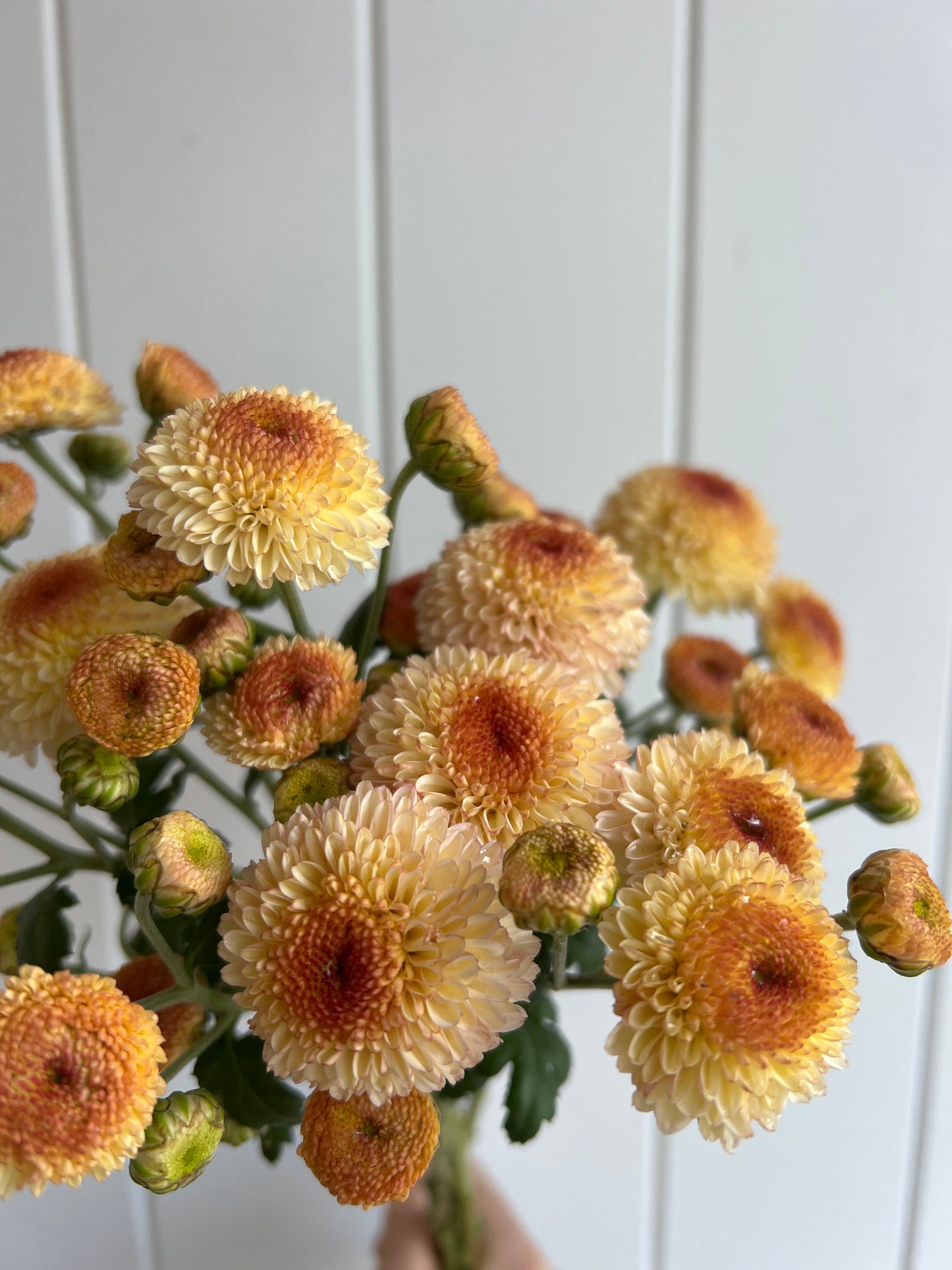 "Kelvin Oyster"-  Heirloom Chrysanthemum- Rooted Cutting