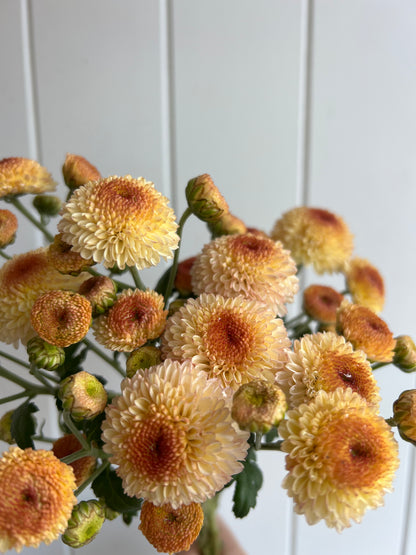 "Kelvin Oyster"-  Heirloom Chrysanthemum- Rooted Cutting
