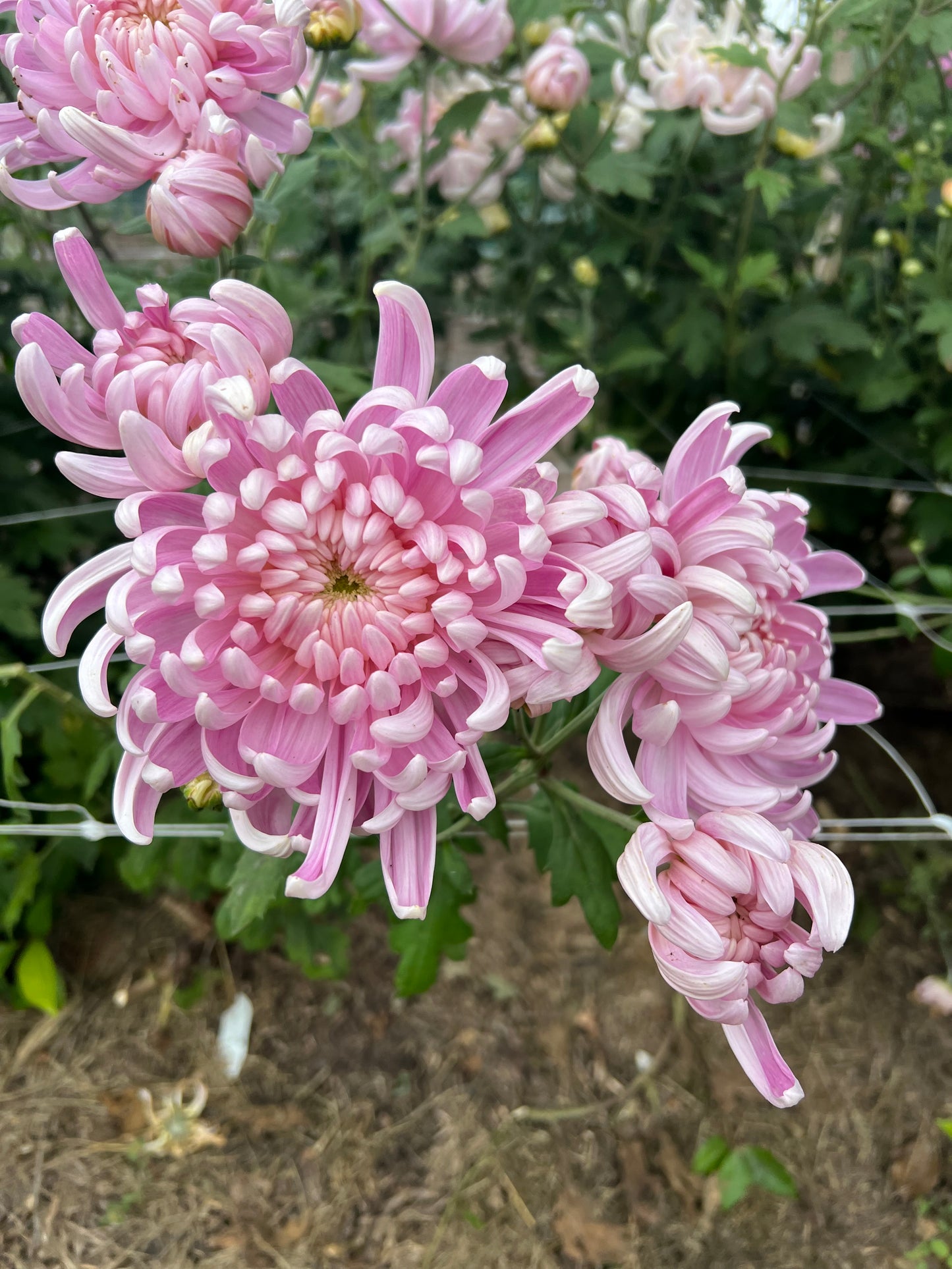 Heirloom Chrysanthemum- Rooted Cutting "Kokka Yuki"