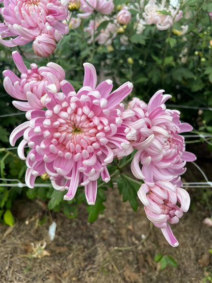 Heirloom Chrysanthemum- Rooted Cutting "Kokka Yuki"