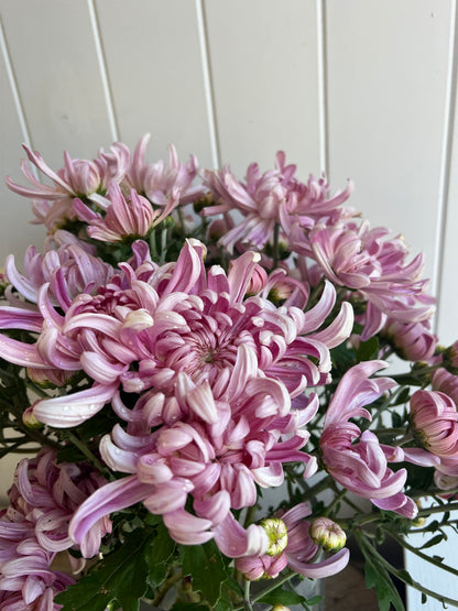 Heirloom Chrysanthemum- Rooted Cutting "Kokka Yuki"