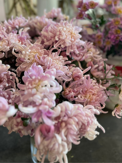 Heirloom Chrysanthemum- Rooted Cutting "Kokka Yuki"
