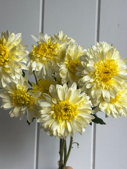 "Powder Puff"  - Rooted Chrysanthemum Cutting