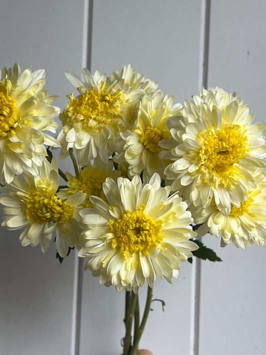 "Powder Puff"  - Rooted Chrysanthemum Cutting