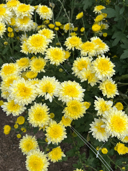 "Powder Puff"  - Rooted Chrysanthemum Cutting
