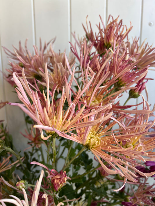 Heirloom Chrysanthemum- Rooted Cutting "Seatons Goldfinger"