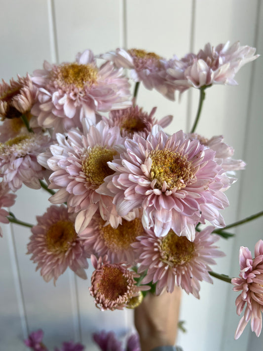 Heirloom Chrysanthemum- Rooted Cutting "Ted Elms"