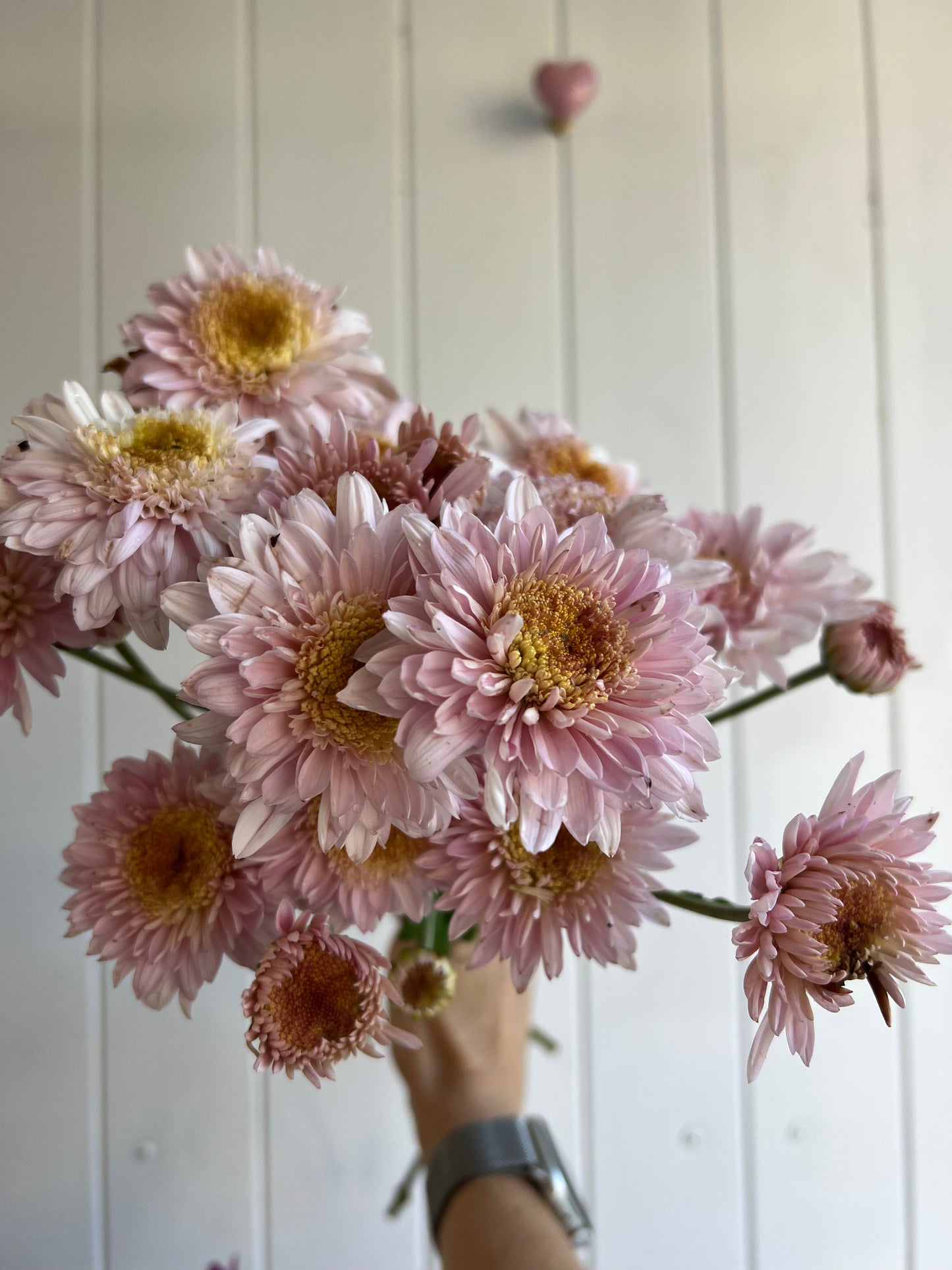 Heirloom Chrysanthemum- Rooted Cutting "Ted Elms"